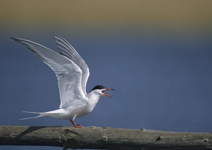 Framed Print : Common Tern in Breeding Plumage Print Framed Print : Common Tern in Breeding Plumage Print
