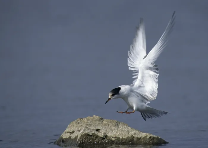 Framed Print : Common Tern Print, Immature in Flight