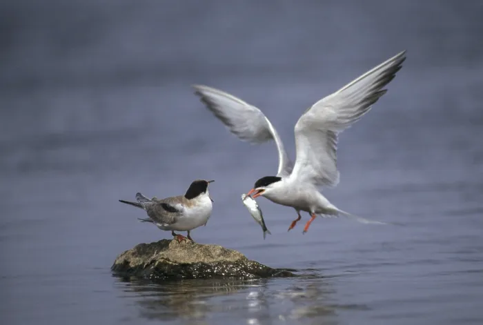 Framed Print : Common Tern in Flight Print Framed Print : Common Tern in Flight Print