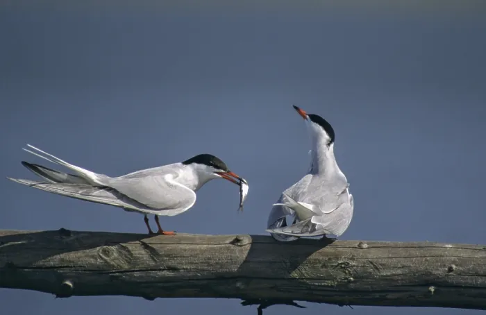 Framed Print : Common Tern in Breeding Plumage Print Framed Print : Common Tern in Breeding Plumage Print