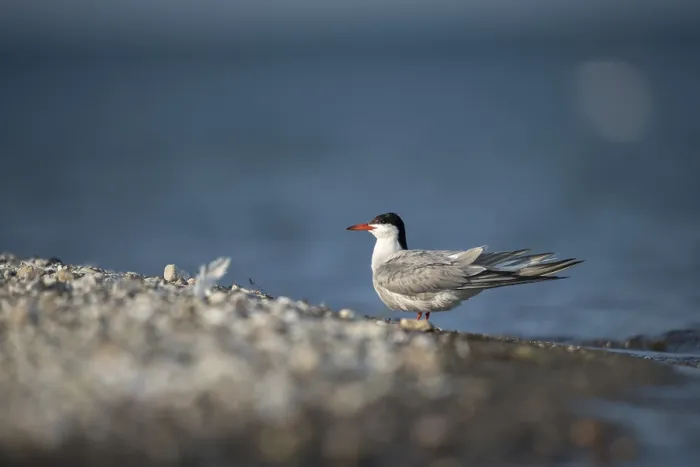 Framed Print : Common Tern Print, Sterna hirundo