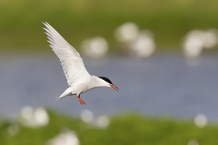 Framed Print : Common Tern in Flight Print, Texel, The Netherlands Framed Print : Common Tern in Flight Print, Texel, The Netherlands