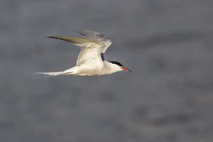 Framed Print : Common Tern in Flight Print, Texel, The Netherlands Framed Print : Common Tern in Flight Print, Texel, The Netherlands