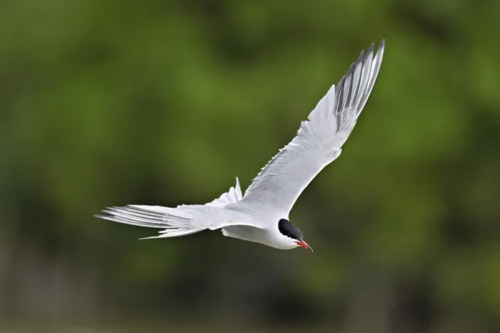 Framed Print : Common tern in flight Print Framed Print : Common tern in flight Print