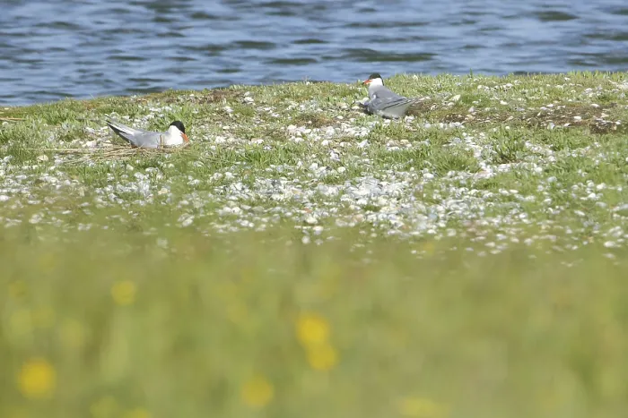 Framed Print : Two Common Terns Breeding Print, Netherlands