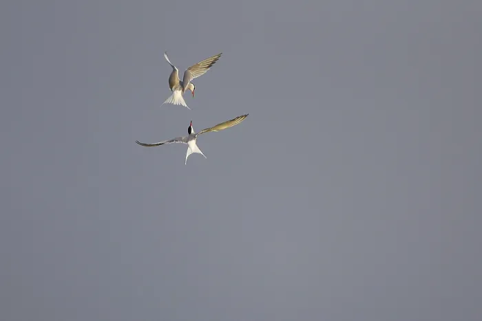 Framed Print : Common Terns in Flight Print, Texel, The Netherlands Framed Print : Common Terns in Flight Print, Texel, The Netherlands