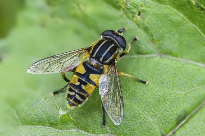 Framed Print : Helophilus pendulus Print, Common Tiger Hoverfly Image Framed Print : Helophilus pendulus Print, Common Tiger Hoverfly Image