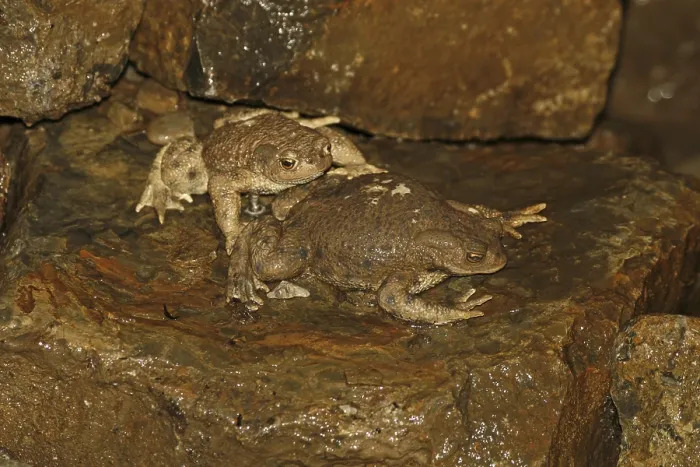 Framed Print : Common Toad Print, Bufo bufo Framed Print : Common Toad Print, Bufo bufo