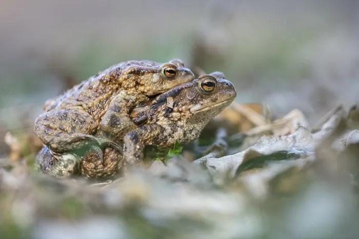 Framed Print : Common toad Print, Ahlhorn, Germany Framed Print : Common toad Print, Ahlhorn, Germany