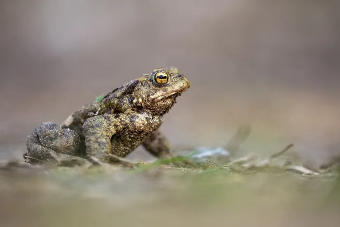 Framed Print : Ahlhorn Common toad Print, Lower Saxony, Germany Framed Print : Ahlhorn Common toad Print, Lower Saxony, Germany