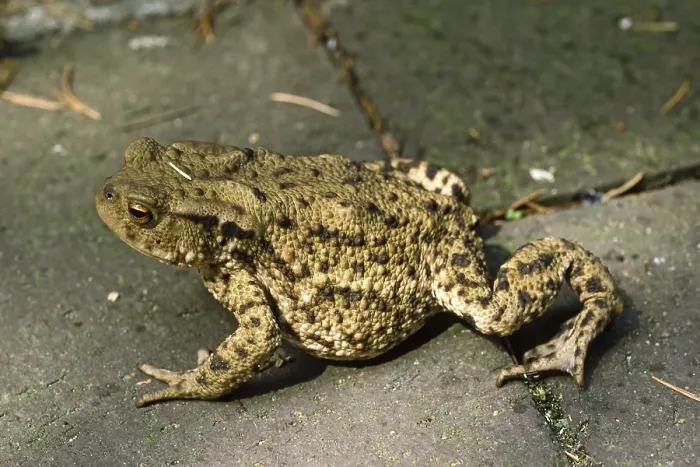 Framed Print : Bufo Bufo Print - Common Toad Framed Print : Bufo Bufo Print - Common Toad