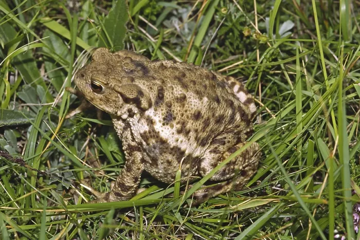 Framed Print : Bufo Bufo Print - Common Toad Framed Print : Bufo Bufo Print - Common Toad