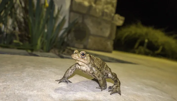 Framed Print : Common toad (Bufo bufo) Print at Night, Germany Framed Print : Common toad (Bufo bufo) Print at Night, Germany