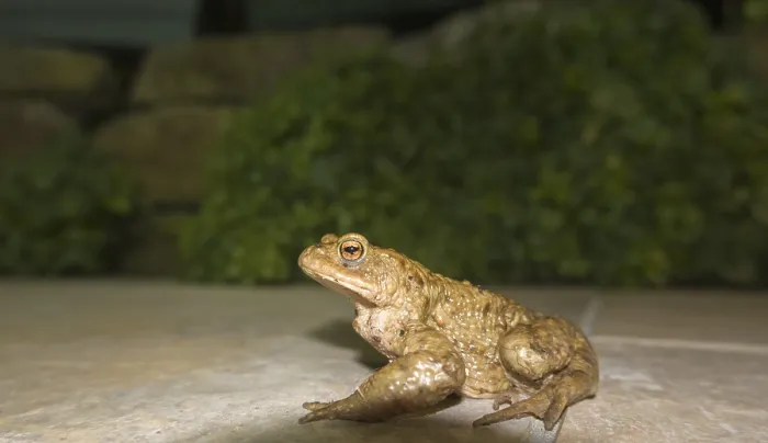 Framed Print : Common toad (Bufo bufo) at night on a terrace Print, Germany Framed Print : Common toad (Bufo bufo) at night on a terrace Print, Germany