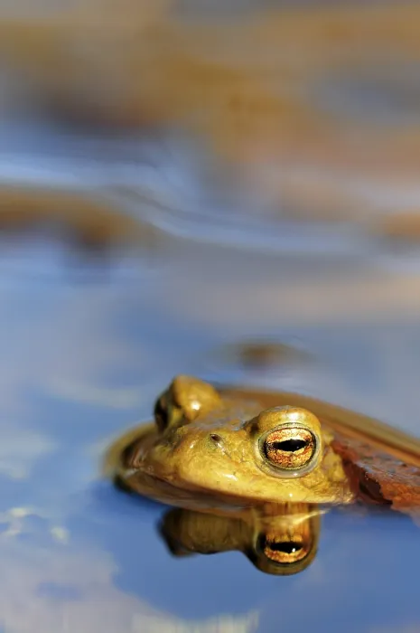 Framed Print : Common toad reflected in water Print, Germany Framed Print : Common toad reflected in water Print, Germany