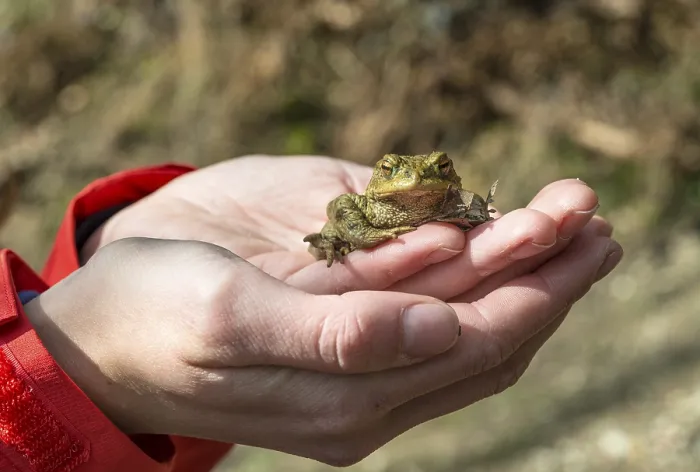 Framed Print : Common Toad on Hand Print, Stallauer Weiher, Germany Framed Print : Common Toad on Hand Print, Stallauer Weiher, Germany