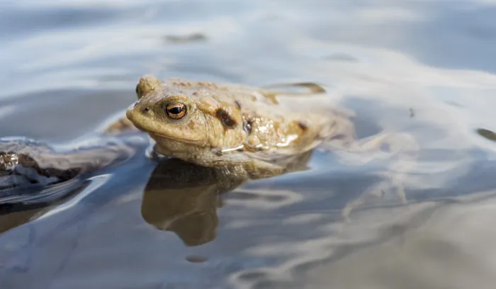 Framed Print : Common toad in water Print, Stallauer Weiher, Germany Framed Print : Common toad in water Print, Stallauer Weiher, Germany