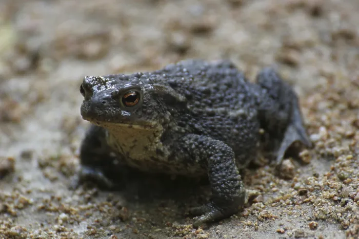 Framed Print : A Common Toad Print on Sandy Ground Framed Print : A Common Toad Print on Sandy Ground