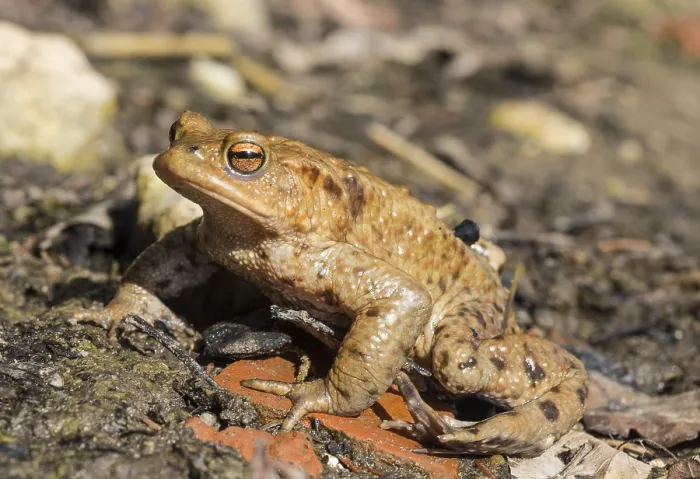 Framed Print : Common Toads Mating Print, Stallauer Weiher, Bavaria Framed Print : Common Toads Mating Print, Stallauer Weiher, Bavaria