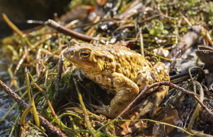 Framed Print : Common Toads Mating at Water, Print Framed Print : Common Toads Mating at Water, Print