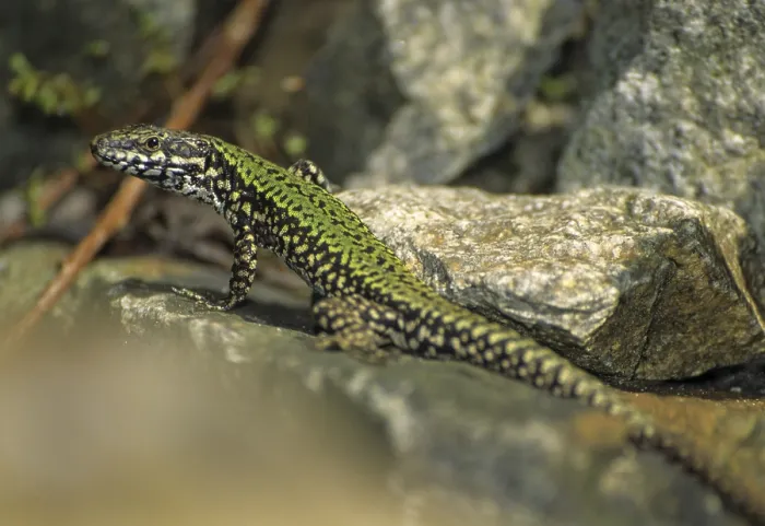 Framed Print : Common Wall Lizard Print, Podarcis muralis Framed Print : Common Wall Lizard Print, Podarcis muralis