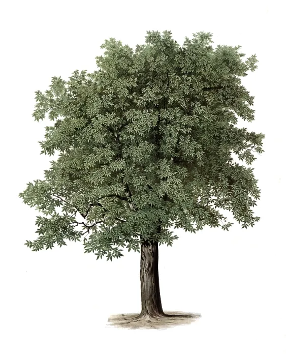 Framed Print : The Common Walnut, or Walnut Tree Print Framed Print : The Common Walnut, or Walnut Tree Print