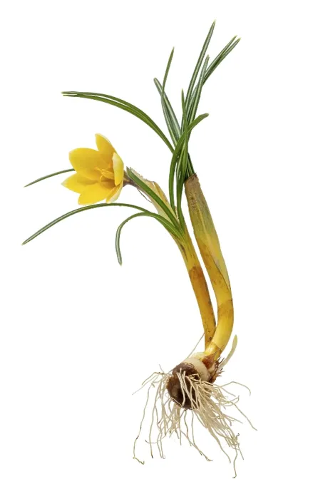 Framed Print : Complete Yellow Crocus Print with Flower, Leaves and Roots Framed Print : Complete Yellow Crocus Print with Flower, Leaves and Roots