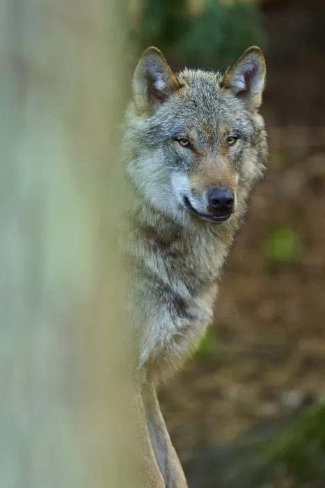 Framed Print : A Wolf in Dense Forest Print, Germany Framed Print : A Wolf in Dense Forest Print, Germany
