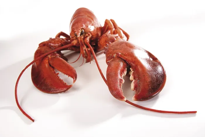 Framed Print : Cooked Lobster Print Framed Print : Cooked Lobster Print