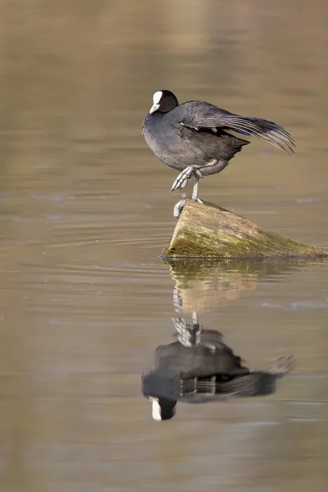 Framed Print : Coot Reflected in Water Print, Ruhrpott, Germany