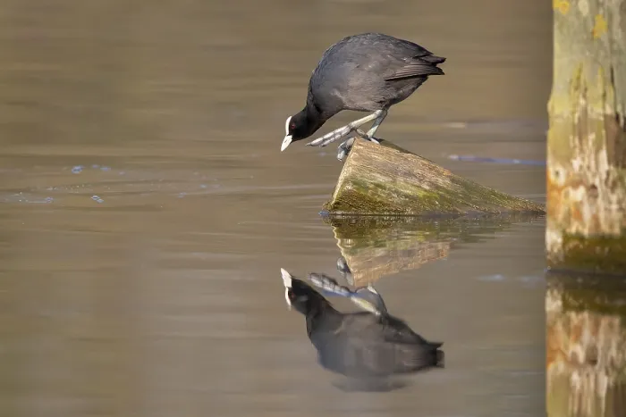 Framed Print : Coot Reflected in Water Print, Ruhrpott, Germany Framed Print : Coot Reflected in Water Print, Ruhrpott, Germany