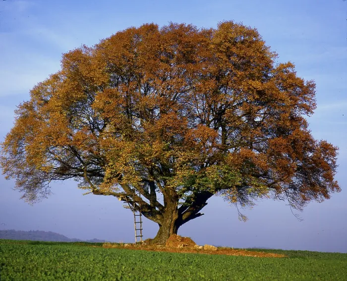 Framed Print : Copper Beech Tree Print Framed Print : Copper Beech Tree Print