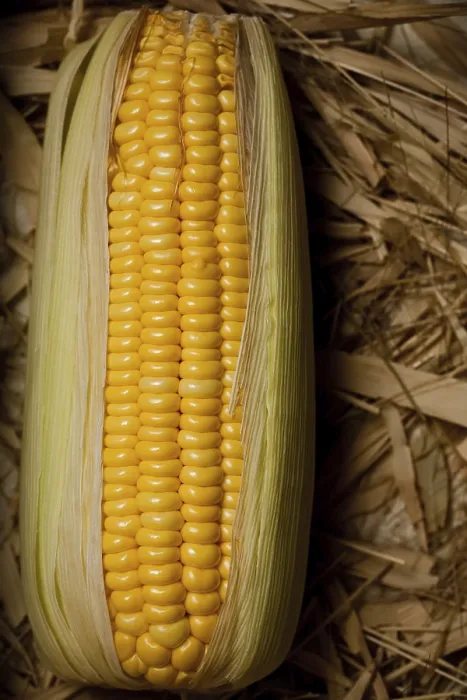 Framed Print : Corn On The Brown Background Print