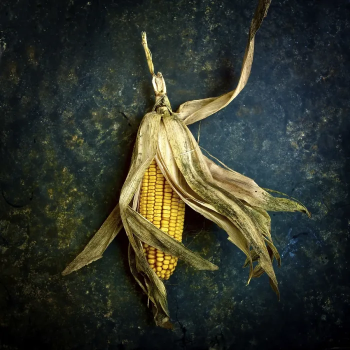 Framed Print : Fresh Corn on the Cob Print Framed Print : Fresh Corn on the Cob Print
