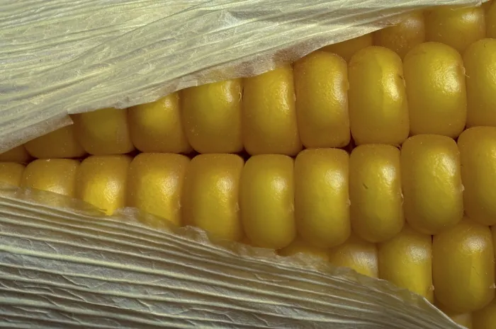 Framed Print : 'Print of Fresh Corn on the Cob' Framed Print : 'Print of Fresh Corn on the Cob'