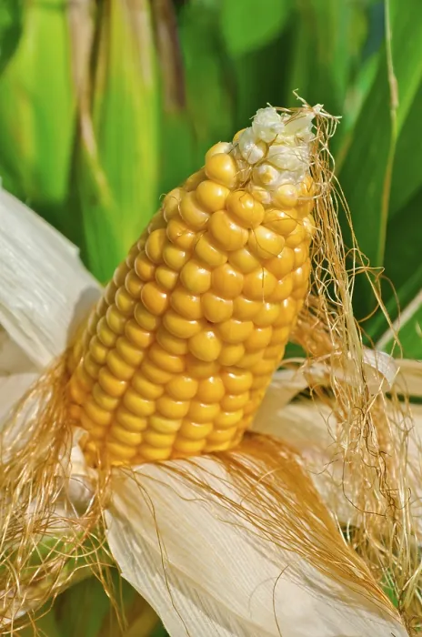 Framed Print : Print of Grilled Corn on the Cob Framed Print : Print of Grilled Corn on the Cob
