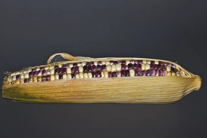 Framed Print : Coloured Corn on the Cob Print Framed Print : Coloured Corn on the Cob Print