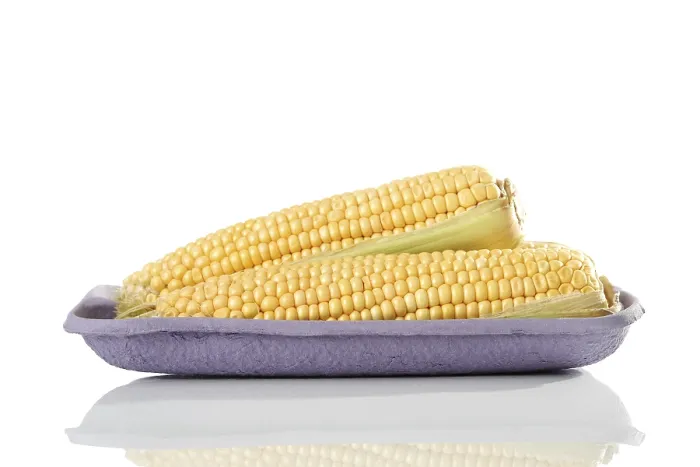 Framed Print : Print of Corn on the Cob (Zea mays) Framed Print : Print of Corn on the Cob (Zea mays)
