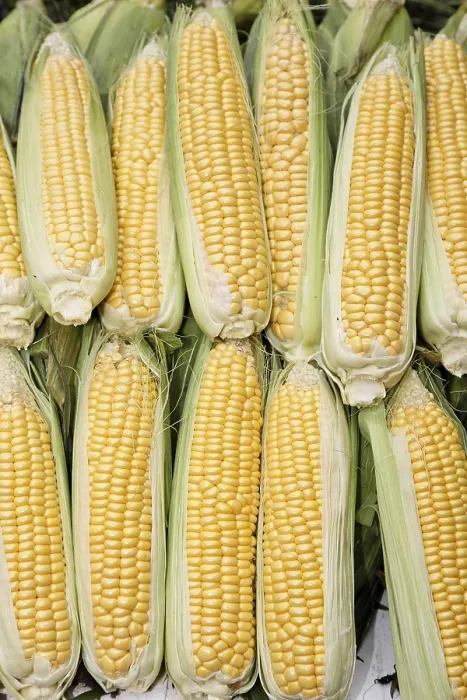Framed Print : Print of a Corn-cob (Zea mays)