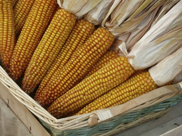 Framed Print : Corn on the Corn Cob Print Framed Print : Corn on the Corn Cob Print