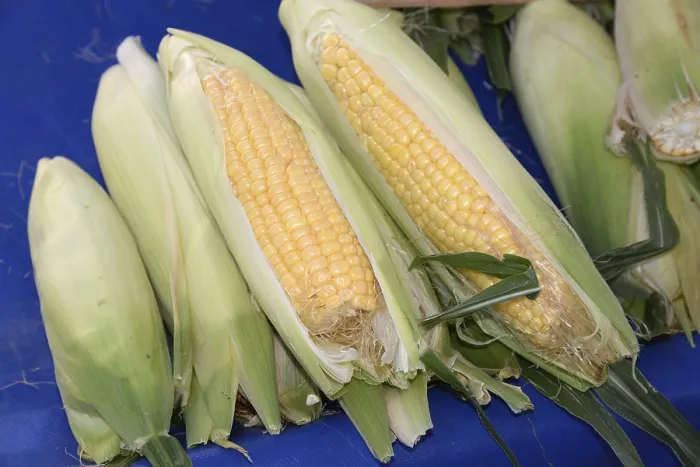 Framed Print : Corn on the Cob Print - Fresh Produce Framed Print : Corn on the Cob Print - Fresh Produce