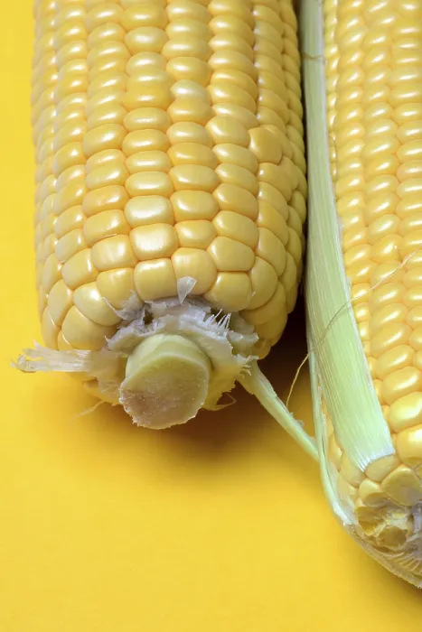 Framed Print : Yellow Background Corn Cob Print, Close-up of Zea mays Framed Print : Yellow Background Corn Cob Print, Close-up of Zea mays