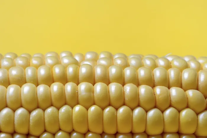 Framed Print : Corn Cob Print with Yellow Background Framed Print : Corn Cob Print with Yellow Background