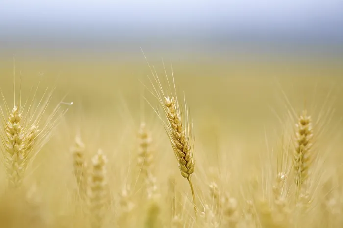 Framed Print : Corn Field with Barley Print