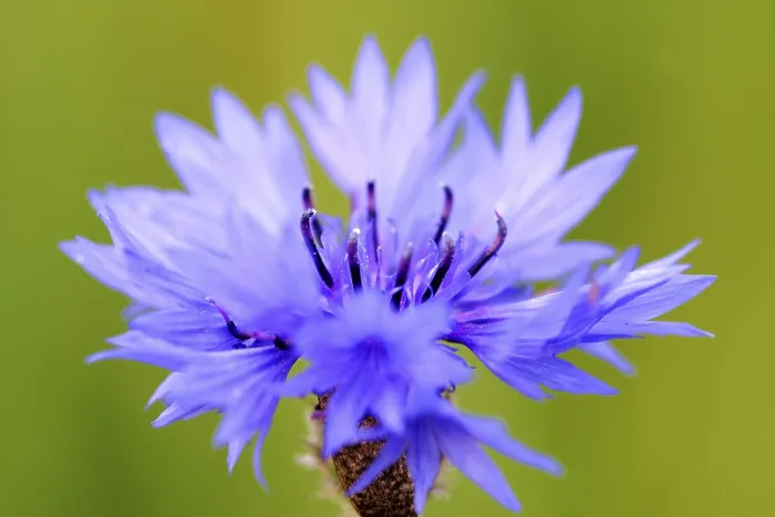 Framed Print : Cornflower Print - Delicate Blue Bloom Framed Print : Cornflower Print - Delicate Blue Bloom