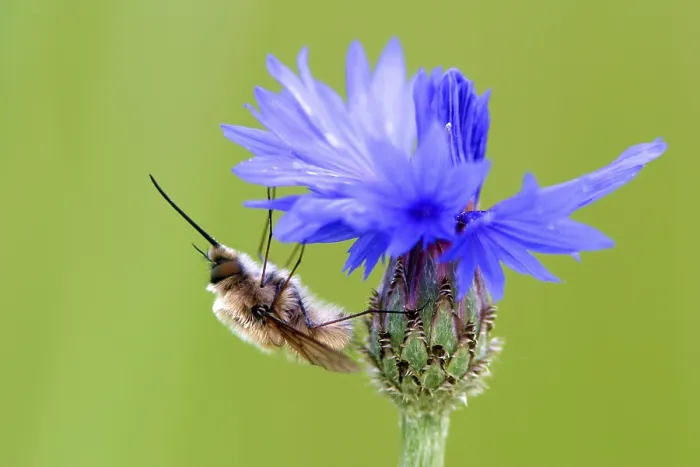 Framed Print : Cornflower with Insect Print Framed Print : Cornflower with Insect Print
