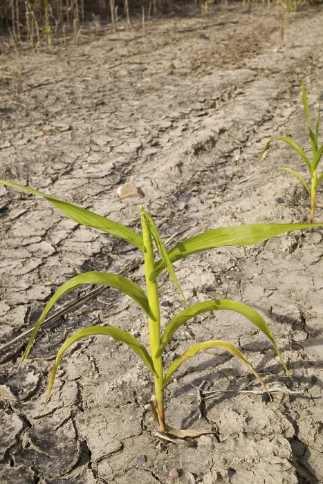 Framed Print : Drought-Stricken Corn Field Print Framed Print : Drought-Stricken Corn Field Print