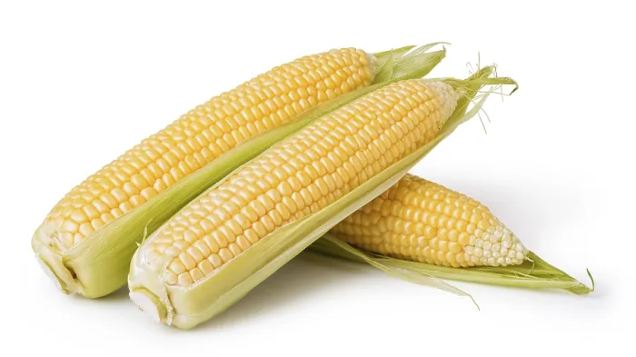 Framed Print : Isolated Corn Print on White Background Framed Print : Isolated Corn Print on White Background
