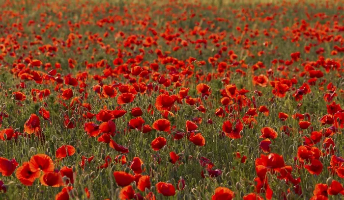 Framed Print : Corn Poppy Print - Vibrant Field Bloom Framed Print : Corn Poppy Print - Vibrant Field Bloom
