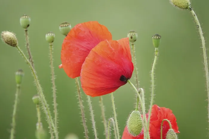 Framed Print : Corn Poppy Print - Vibrant Red Flowers Framed Print : Corn Poppy Print - Vibrant Red Flowers
